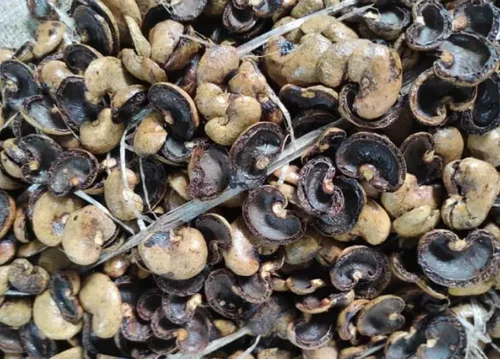 CASHEW SHELL WASTE
