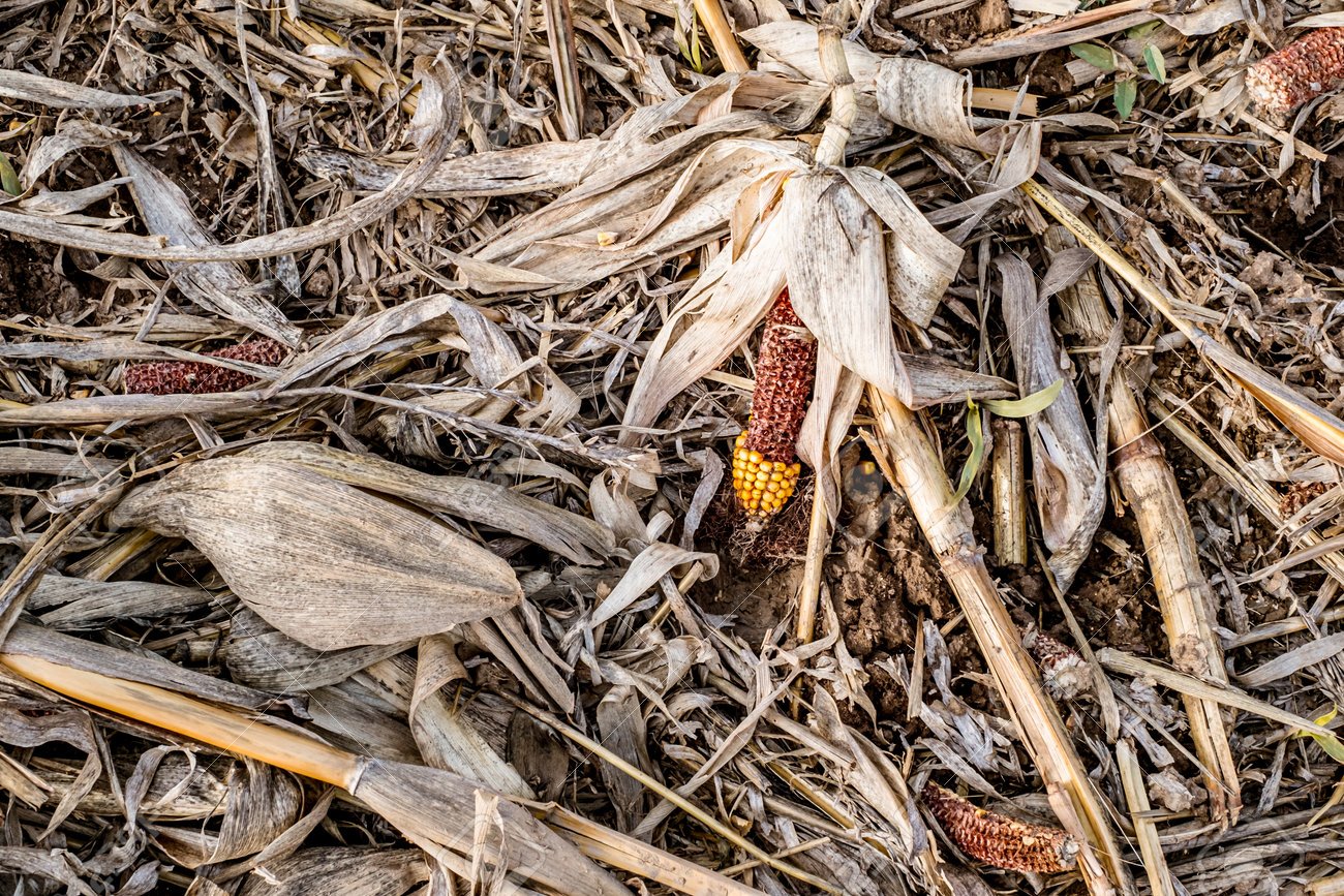 CORN COP WASTE