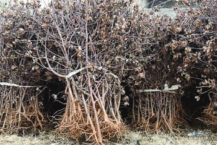 COTTON AGROWASTE
