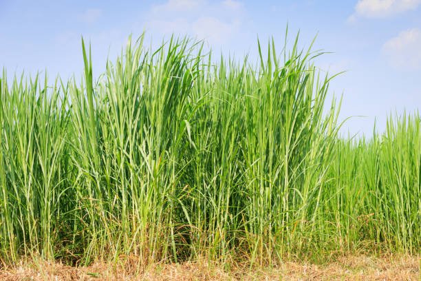 Napier Grass