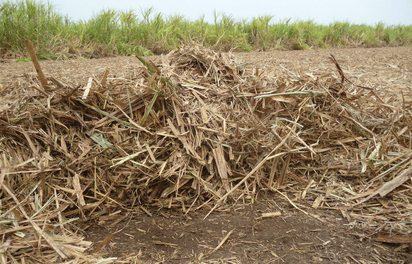 SUGAR CANE LEAVES
